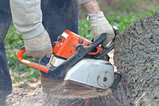 Best Tree Trimming and Pruning  in Hamilton, MO